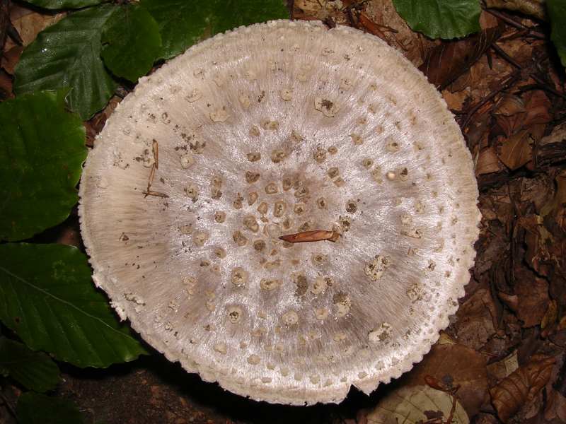 Amanita rubescens